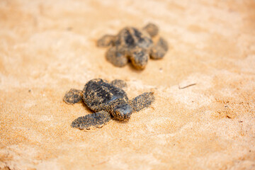 A small baby sea turtle crawls along the sandy shore towards the ocean to survive. The turtle hatched on the island of Sri Lanka. New life, saving the population, the way forward to a new life.