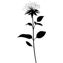 Wild flower Wild Bergamot illustration silhouette minimalist vector