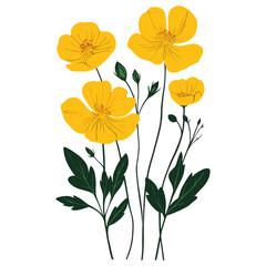 Buttercup illustration flowers petals vector