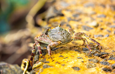 Crab on the beach runs along the pier. Exotic animals in resort places. The concept of a beach holiday in the tropics.