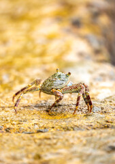 Crab on the beach runs along the pier. Exotic animals in resort places. The concept of a beach holiday in the tropics.