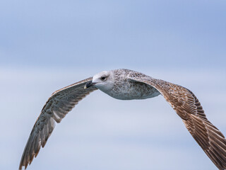 a beautiful seagull flying in the sky