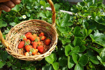 Farmer holding wicker basket with freshly picked strawberries in field
