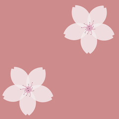 Blooming white lily beautiful flower