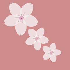 Blooming white lily beautiful flower