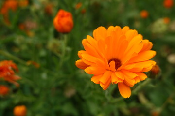 Bright orange marigold blooming in garden