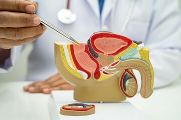 Male reproductive system, Asian doctor holding human anatomy model for study diagnosis and...