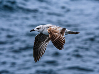seagull flying over the sea