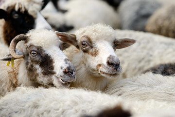 Sheep in cattle pen close up. Animal photography