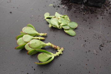 Gardener preparing jade tree cuttings for propagation © tonifrito