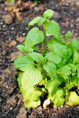 Close-up of Melissa Leaves in Organic Garden.