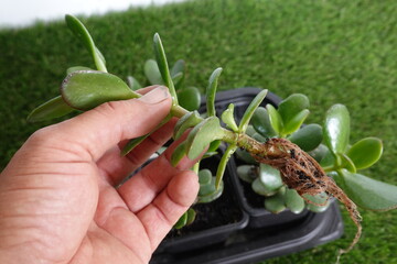 Gardener holding jade tree branch with roots for replanting