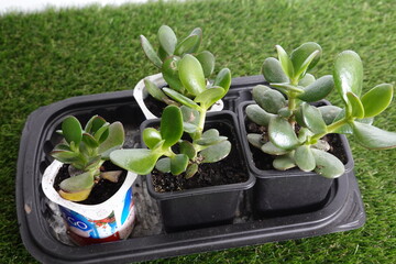Jade tree plants growing in pots on grass background