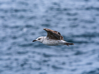 seagull flying over the sea
