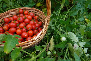 Wicker basket overflowing with freshly picked cherry tomatoes in garden