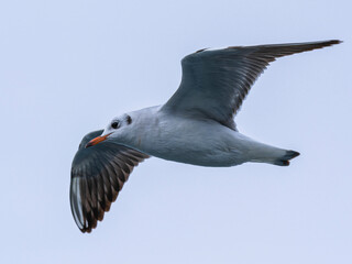 a beautiful seagull flying in the sky