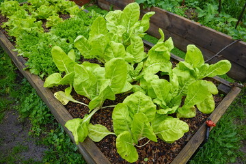 Fresh swiss chard and lettuce growing in raised garden bed