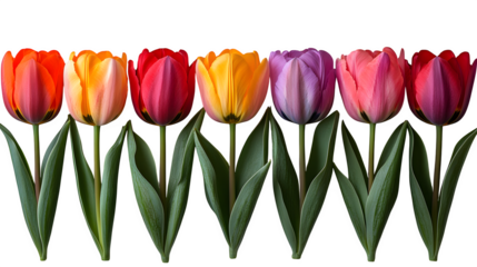 Tulips arranged in a zigzag pattern, alternating colors, isolated cleanly on white