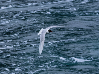 seagull flying over the sea