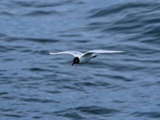 seagull flying over the sea
