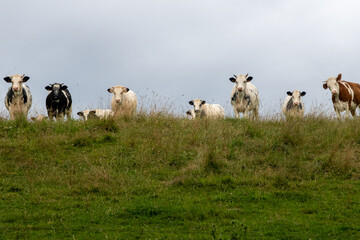 Cows in the Auvergne, France