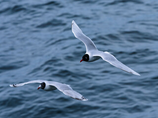 seagull flying over the sea