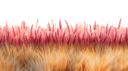 Wheat field scene, high-definition, realistic look, isolated on white background