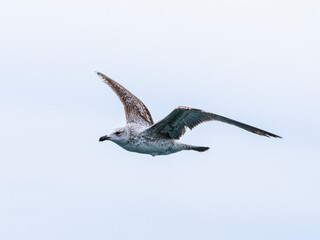 a beautiful seagull flying in the sky