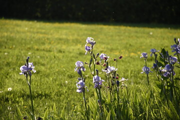 Bain de soleil des iris