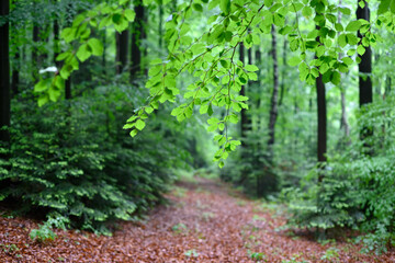 Obraz premium Lush green foliage in spring forest in sunny summer day. Nature background