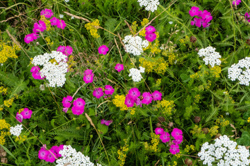 wild flowers in the Auvergne