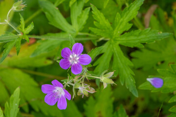 wild flowers in the Auvergne