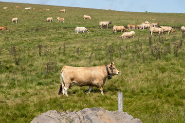 cows in the Auvergne