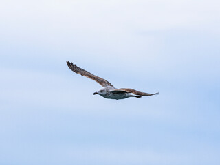 a beautiful seagull flying in the sky