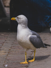 a seagull walking on the harbour