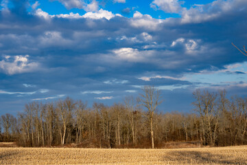 Canadian landscape scenic of rural Ontario with cut corn field in foreground and blue sky filled with white fluffy  trees without  leaves in the background a horizontal image with room for type