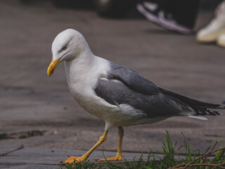 a seagull walking on the harbour