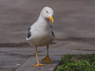 Obraz premium a seagull walking on the harbour