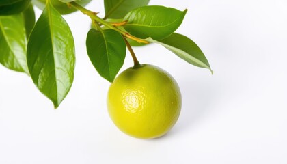Single lime on branch with leaves