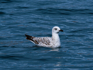 a cute seagull resting on the sea