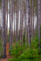 abstract blur of trees and forest vertical motion effect through intentional camera movement and long time exposure greys and greens artsy look of forest or woods vertical motion up and down painterly
