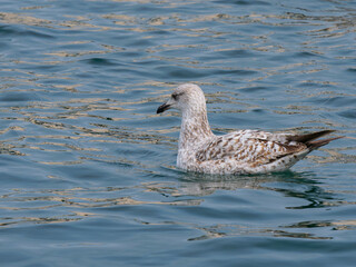 a cute seagull resting on the sea