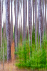 abstract blur of trees and forest vertical motion effect through intentional camera movement and long time exposure greys and greens artsy look of forest or woods vertical motion up and down painterly