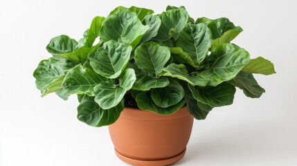 Lush Green Potted Plant with Spotted Leaves on White Background