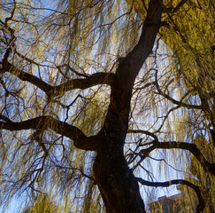 close up of backlit willow tree with light shining from behind golden light shining through the branches of a willow tree trunk of tree silhouetted against the sun vertical image room for type 