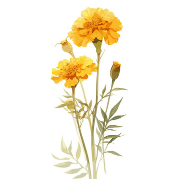 yellow marigold flowers on white background clip art preview