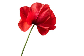 Beautiful Red Flower with Delicate Petals and Long Green Stem