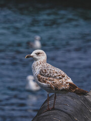 a cute seagull in the harbor