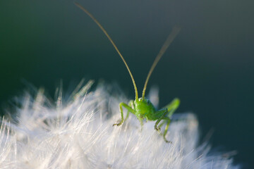 Green grasshopper on a dandelion close-up