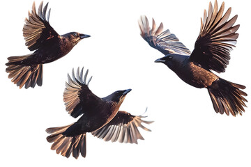 Obraz premium Three Birds in Flight Against a Clear Blue Sky